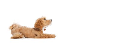 Flyer. Portrait of pedigree puppy, Maltipoo dog isolated over white studio background. Concept of care, animal life, health, show, breed of dog. Looks happy, delighted. Copy space for ad
