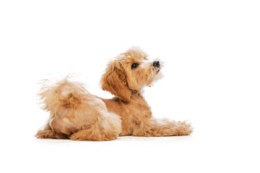 Portrait of pedigree puppy, Maltipoo dog isolated over white studio background. Concept of care, animal life, health, show, breed of dog. Looks happy, delighted. Copy space for ad