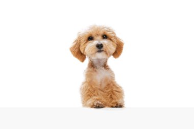 Portrait of pedigree puppy, Maltipoo dog isolated over white studio background. Concept of care, animal life, health, show, breed of dog. Looks happy, delighted. Copy space for ad