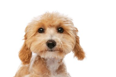 Charming look. Closeup pedigree puppy, Maltipoo dog isolated over white studio background. Concept of care, animal life, health, show, breed of dog. Looks happy, delighted. Copy space for ad