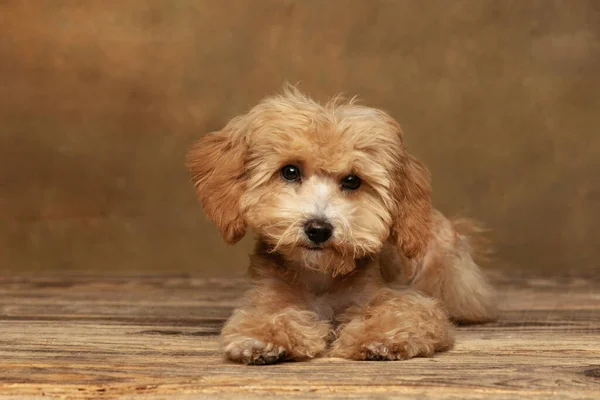 Charm. Cinematic portrait of cute pet, Maltipoo dog posing isolated over dark vintage background. Concept of art, pets love, animal life and care. Copyspace for ad.