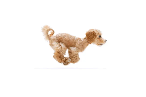Jumping Beautiful Pedigree Puppy Maltipoo Dog Isolated White Studio Background — Stok fotoğraf