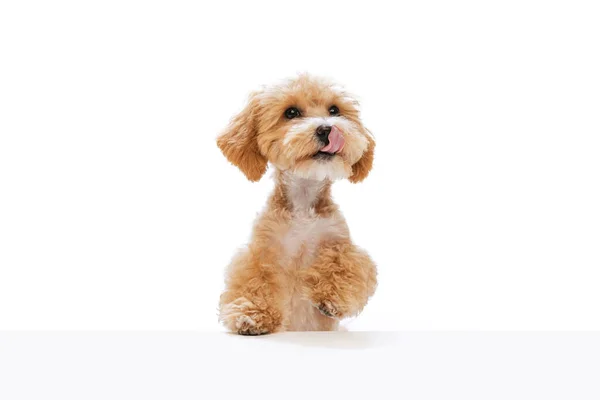 Studio Shot Cute Sand Color Maltipoo Dog Posing Isolated White — Stockfoto