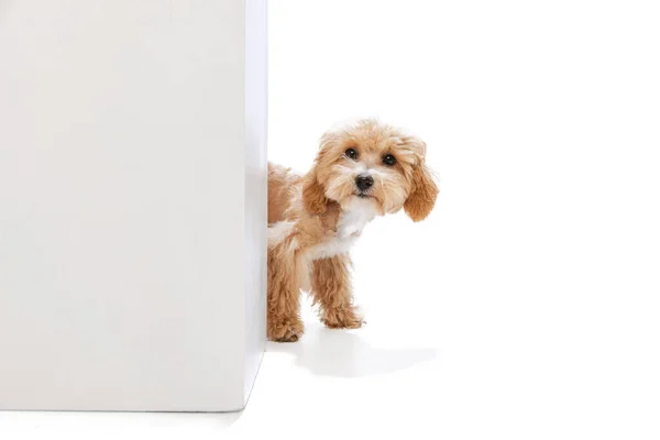 Beautiful Pedigree Puppy Maltipoo Dog Isolated White Studio Background Concept — Foto Stock