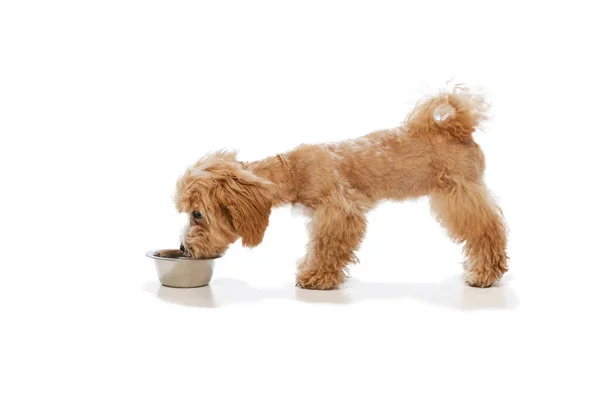 Lunch Little Doggy Maltipoo Dog Eating Bowl Isolated White Background — Stockfoto