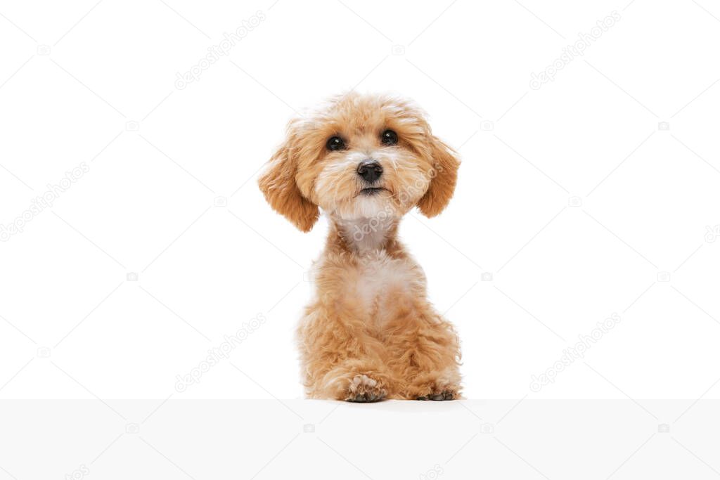 Portrait of pedigree puppy, Maltipoo dog isolated over white studio background. Concept of care, animal life, health, show, breed of dog. Looks happy, delighted. Copy space for ad