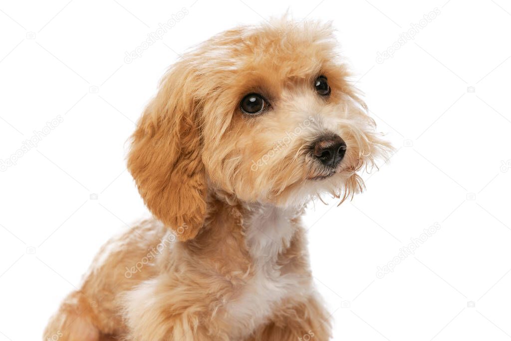 Closeup pedigree puppy, Maltipoo dog isolated over white studio background. Concept of care, animal life, health, show, breed of dog. Looks happy, delighted. Copy space for ad