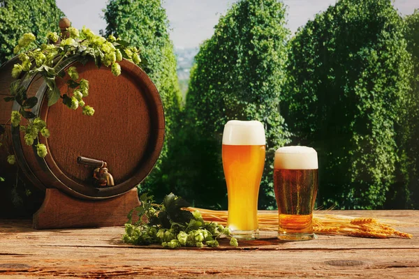 Festival traditions. Vintage beer barrel and glasses with frothy beer, wheat and hops on wooden table over hop gardens and nature landscape background. Oktoberfest, drinks, tastes concept