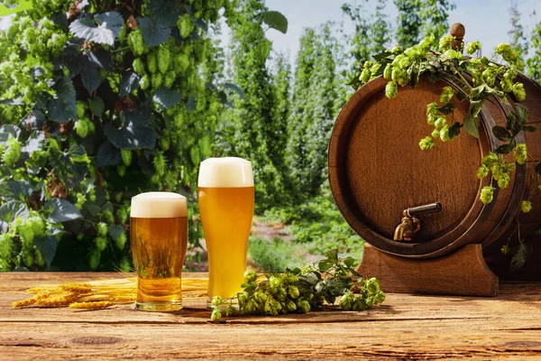 Composition with beer barrel and beer glasses with wheat and hops on wooden table over hop gardens and nature landscape background. Oktoberfest, drinks, tastes concept