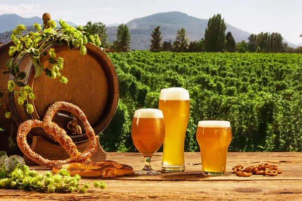 Festival traditions. Vintage beer barrel and glasses with frothy beer, wheat and hops on wooden table over hop gardens and nature landscape background. Oktoberfest, drinks, tastes concept