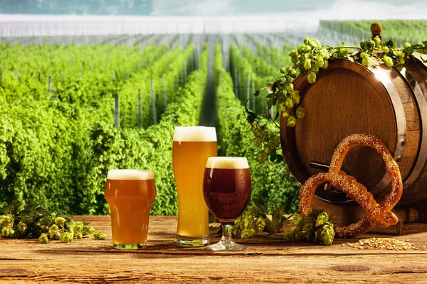 Festival traditions. Vintage beer barrel and glasses with frothy beer, wheat and hops on wooden table over hop gardens and nature landscape background. Oktoberfest, drinks, tastes concept