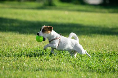 Cute small doggy, funny puppy of Jack Russell Terrier strolling on green grass at public park in summer sunny day. Concept of animal life, vet, health, ad. Pet looks happy, delighted
