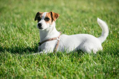 Cute small doggy, funny puppy of Jack Russell Terrier strolling on green grass at public park in summer sunny day. Concept of animal life, vet, health, ad. Pet looks happy, delighted