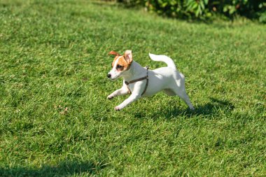 Charming puppy of Jack Russell Terrier dog walking, training on green grass at public park in morning, outdoors. Concept of animal life, vet, health, ad. Pet looks happy, healthy, active