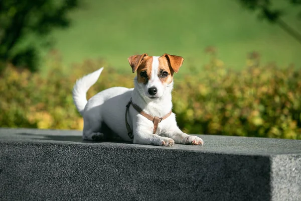 First walk in public park. One active puppy of Jack Russell Terrier dog walking outdoors. Concept of animal life, vet, health, ad. Pet looks happy, healthy, active
