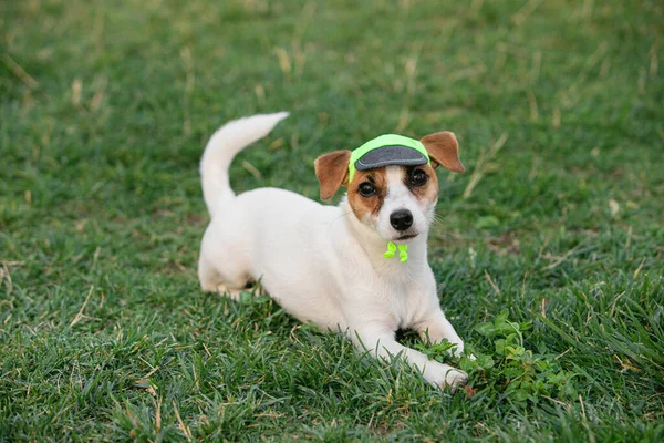 Cute small doggy, funny puppy of Jack Russell Terrier strolling on green grass at public park in summer sunny day. Concept of animal life, vet, health, ad. Pet looks happy, delighted