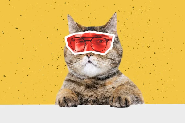 Creatief Portret Van Schattige Kat Met Menselijke Ogen Expressieve Verschillende — Stockfoto