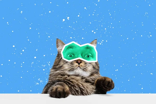 Angst Kreative Porträt Der Niedlichen Katze Mit Menschlichen Augen Ausdrucksstarke — Stockfoto