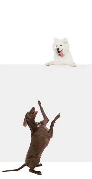 異なる品種の2匹の面白い犬が遊んで 座って 白いスタジオの背景に隔離されてジャンプします ペットの愛 動物の生活の概念 幸せそうだな 広告用コピースペース チラシ — ストック写真