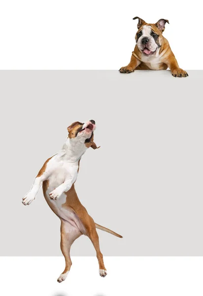 Δύο Αστεία Σκυλιά Διαφορετικών Φυλών Που Παίζουν Κάθονται Και Πηδούν — Φωτογραφία Αρχείου