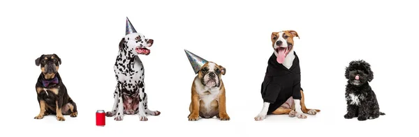 Groep Van Verschillende Raszuivere Honden Die Kleding Dragen Vakantie Decoraties — Stockfoto