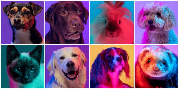 Set of images of cute dogs of different breeds, cat and rabbit on multicolored background in neon light. Concept of motion, action, pets love, animal life. Look happy, delighted. Banner.