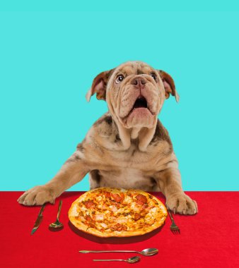 Tatlı Merle Fransız Bulldog 'u masada oturup pizza yiyor. İtalyan yemek aşığı. Çok hoş görünüyor. Köpeğin duyguları. Bakım anlayışı, hayvan hayatı, sağlık, köpek cinsi. İlan için alanı kopyala
