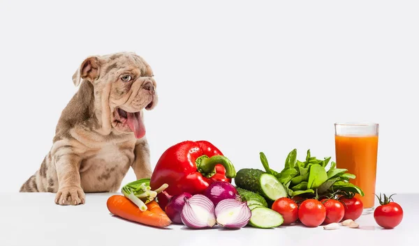 Merle French Bulldog with tongue sticking out standing eat fresh and healthy vegetables over white background. Wanting meat. Concept of care, animal life, health, breed of dog. Copy space for ad