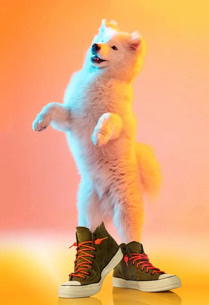 ネオンの光の中でオレンジの背景の上に隔離されたスニーカーに足の後ろに立つ美しく ふわふわの純白の犬 動物の生活 犬の品種の概念 広告のコピースペース — ストック写真