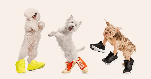 薄い灰色の背景の上にポーズをとるスニーカーで3匹の純血犬 動物の秋の衣装 快適な履物 動物の生活 犬の品種の概念 広告のコピースペース — ストック写真