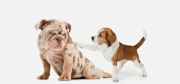 Dois Cachorros Bonitos Bulldog Francês Beagle Brincando Juntos Posando Sobre — Fotografia de Stock