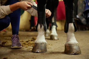 Yakından bir kadın eli siyah renkli ata polo bacağı sarıyor. At terbiyecisi. Hayvan, bakım, spor, sağlık kavramı