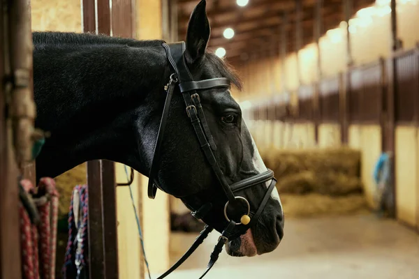 Yakın Çekim Çayırdaki Çarpıcı Siyah Atın Portresi Hayvan Bakım Veteriner — Stok fotoğraf