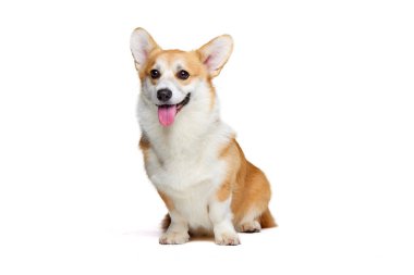 Sevimli beyaz Galli Corgi köpeği koyu renkli arka planda izole edilmiş. Sağlıklı neşeli köpek yavrusu. Hareket kavramı, evcil hayvanlar, aşk, hayvan hayatı. Mutlu ve komik görünüyor. İlan için alanı kopyala.