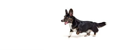 Beyaz arka planda izole edilmiş Noel kulakları takan Galli Corgi Dog 'un komik yavrusu. Güzellik, moda, gösteri, hayvan hayatı kavramı. İlan için alanı kopyala