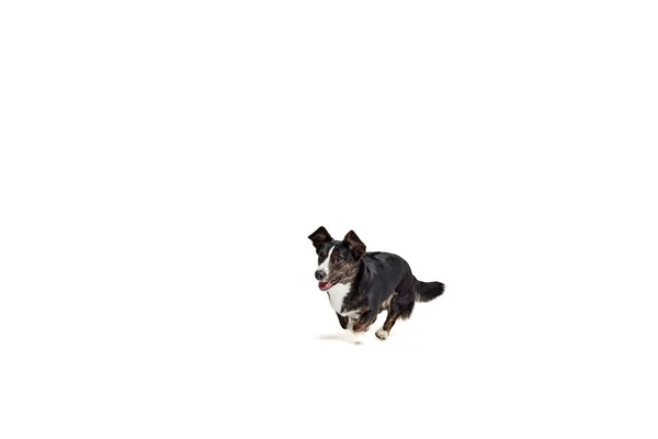 Бігає Собака Зйомки Welsh Corgi Cardigan Dog Isolated White Background — стокове фото