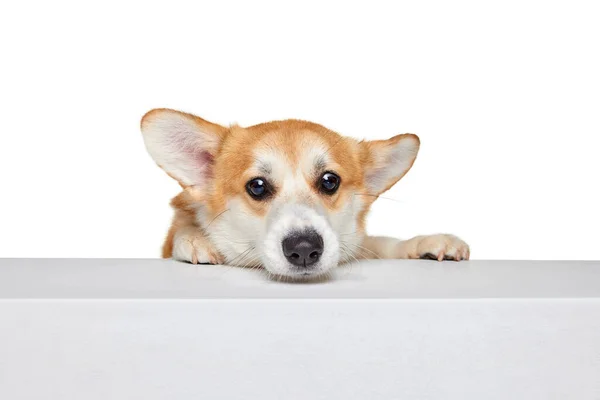 Beautiful White Brown Welsh Corgi Dog Isolated White Studio Background — Stock Photo, Image