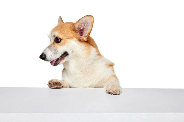 강아지는 화이트 스튜디오 배경에서 고립된 포즈를 취한다 강아지 움직임의 행복해 — 스톡 사진