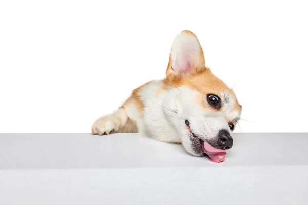 Бело Коричневая Валлийская Собака Корги Изолирована Белом Студийном Фоне Здоровый — стоковое фото