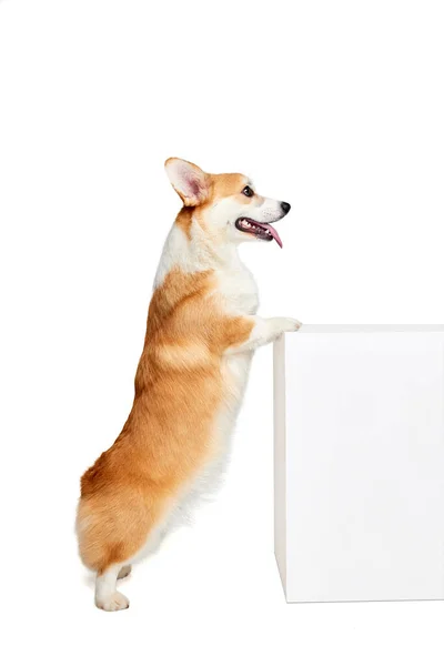강아지는 화이트 스튜디오 배경에서 고립된 포즈를 취한다 강아지 움직임의 행복해 — 스톡 사진