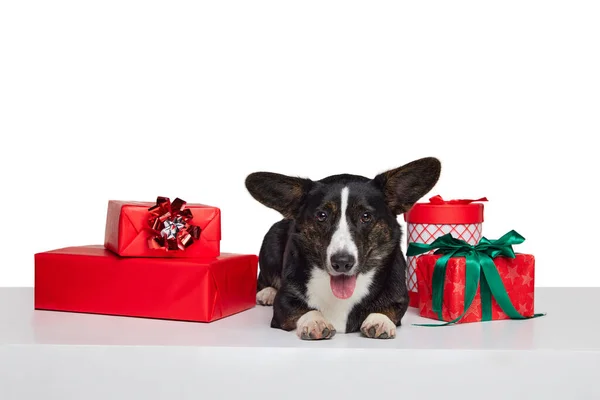 Felices Fiestas Lindo Perro Raza Pura Galés Corgi Cárdigan Acostado —  Fotos de Stock