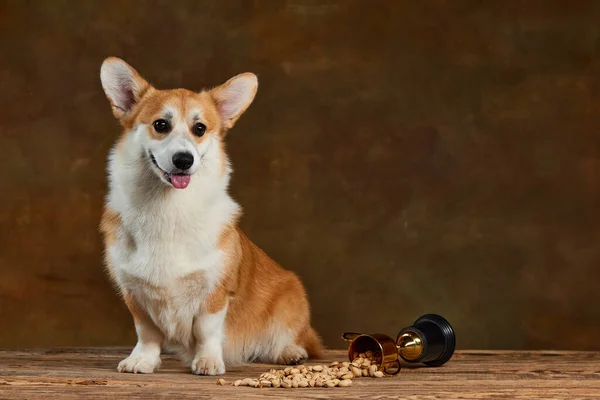 Adorável Cão Corgi Galês Marrom Branco Isolado Fundo Escuro Vintage — Fotografia de Stock