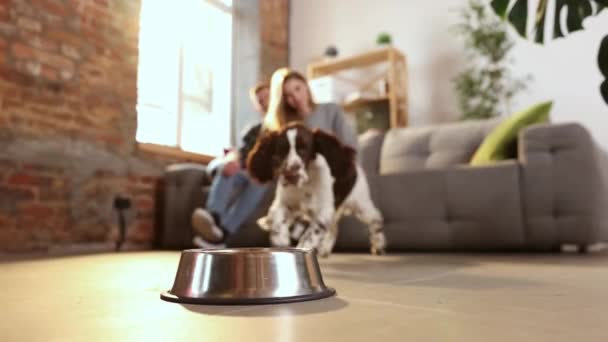 Englischer Springspaniel Beim Essen Heimischen Wohnzimmer Hungriger Hundewelpe Läuft Aus — Stockvideo