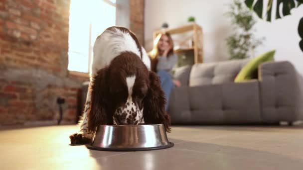 Englischer Springspaniel Beim Essen Heimischen Wohnzimmer Hungriger Hundewelpe Läuft Aus — Stockvideo