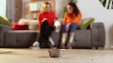 Jack Russell Terrier evdeki oturma odasında yemek yiyor. Aç köpek yavrusu metal kaseye doğru koşuyor. Mutlu evcil hayvan konsepti. Köpek maması, evcil hayvan dükkanı, reklam. Evcil hayvanlar için çevrimiçi dükkan teslimatı kavramları