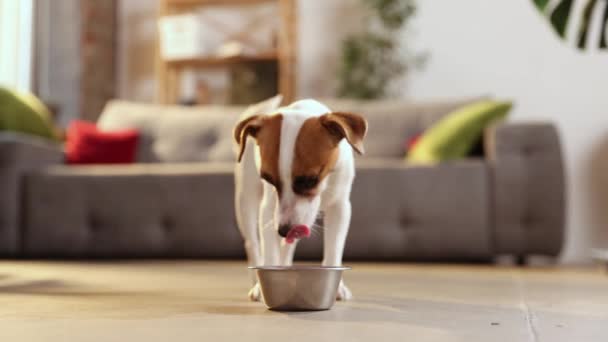Jack Russell Terrier Mangia Salotto Casa Cucciolo Cane Affamato Correre — Video Stock