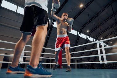Güç, saldırı ve hareket konsepti. Boks eldivenli ve şortlu üstsüz kaslı sporcu spor salonunda boks ringinde yumruk antrenmanı yapıyor. Kişisel antrenör, takım antrenörü.