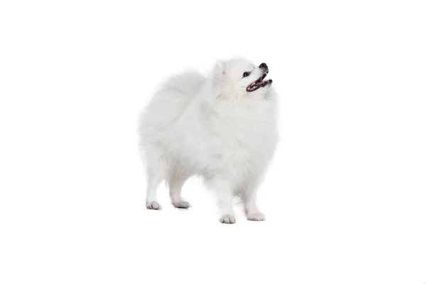 Przyjazny Towarzysz Cute Puszysty Biały Pomeranian Spitz Patrząc Górę Izolowane — Zdjęcie stockowe