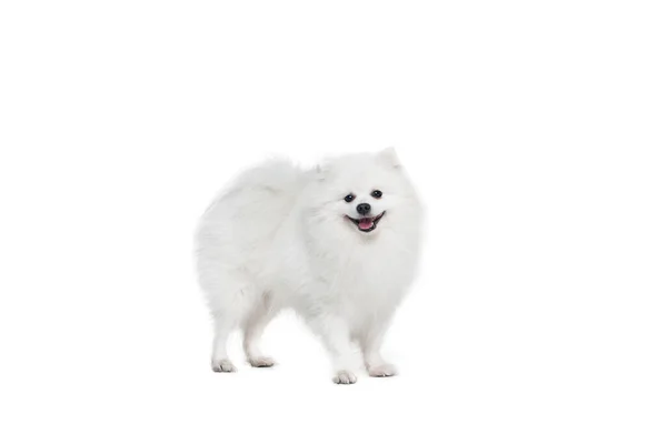 Portret Van Mooie Pluizige Witte Pomeranian Spitz Geïsoleerd Witte Achtergrond — Stockfoto