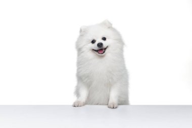 Sevimli hayvan. Beyaz arka planda izole edilmiş pomeranya tükürüğü portresi. Evcil hayvan üretimi kavramı. Sağlık hizmeti, veteriner. Köpek mutlu, sağlıklı ve keyifli görünüyor. İlan için alanı kopyala